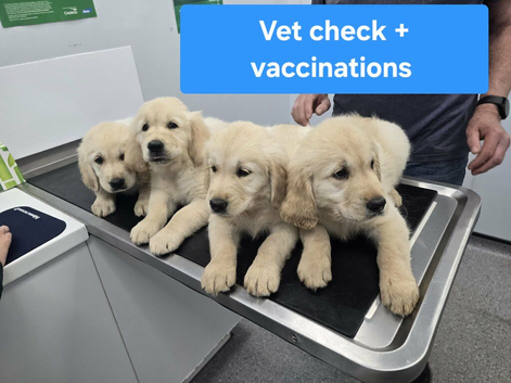 Gorgeous Golden Retriever Puppies KC Reg