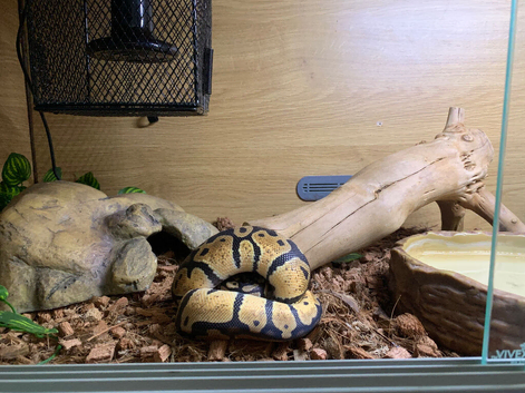 9 month old het albino 66% het pied(pastel)