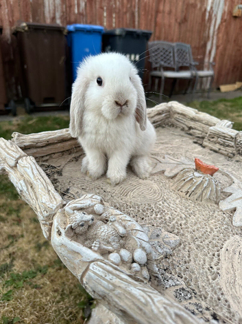 Baby Mini lops for sale