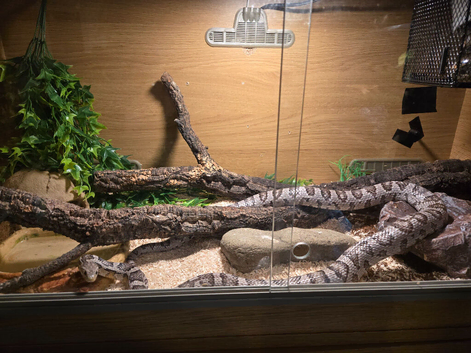 Grey 5year old beautiful corn snake full set up