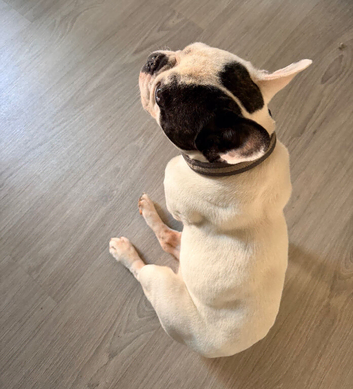 Lovely 2&frac12;-Year-Old Dog Looking for a New Home - &pound;450