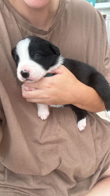 Bordernese puppies