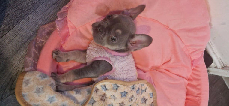 French bulldog female 8 weeks old