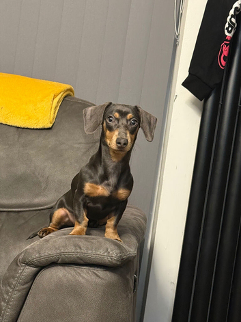 BLUE AND TAN MINIATURE DASH HOUND