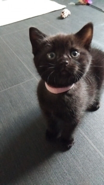 Last girl available  BSH x DSH