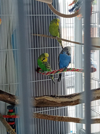 3 budgies and full set up. (Breeding pair plus another female.)
