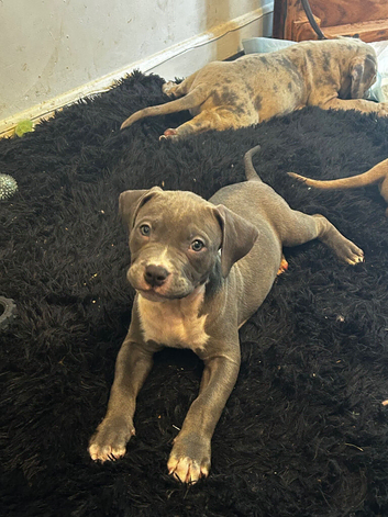 Standard bully pups 13wks