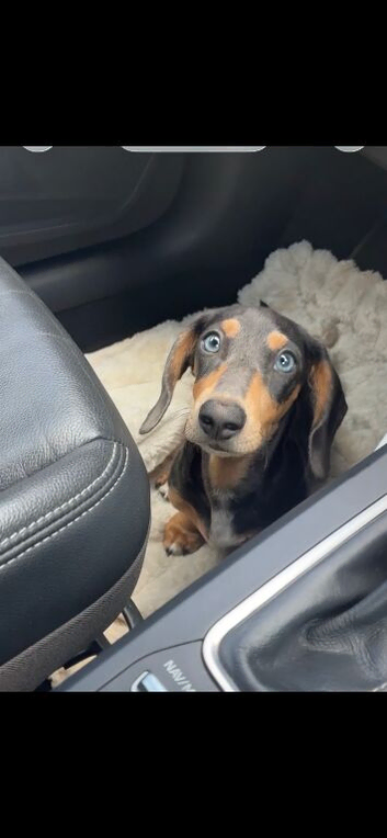 Miniature dachshund  puppy boy