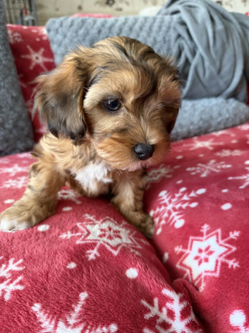 Beautiful 8 weeks old Maltipoo girl is ready to go