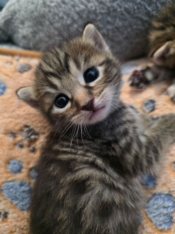 Lovely polka dots and stripped kittens