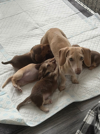 Mini dachshund