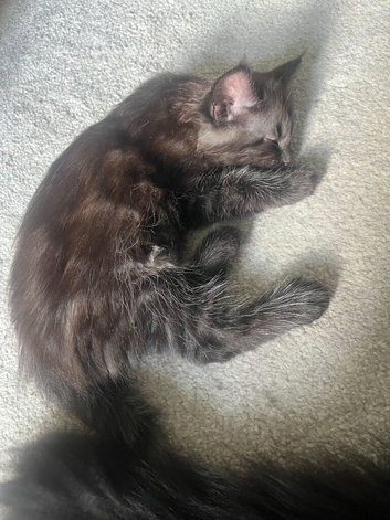 Maine Coon Kittens Brown/Black Smoke