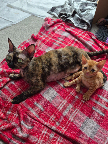 Beautiful FIFe Registered Devon Rex Boys &ndash; Inky cosmic princess's Final Litter