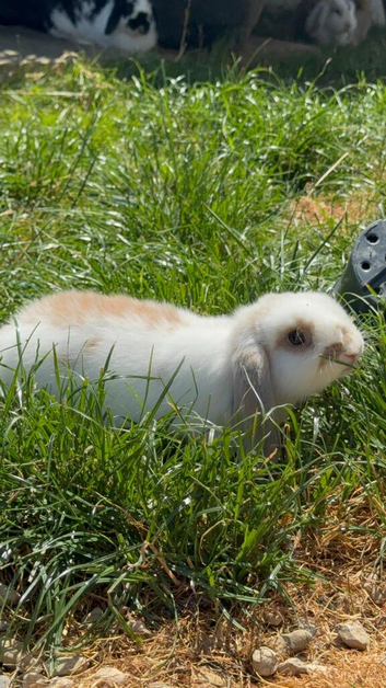 White & Cream Female Mini Lop Rabbit