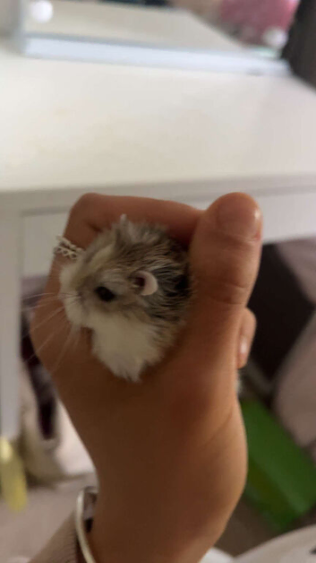 Male roborovski dwarf hamster for sale