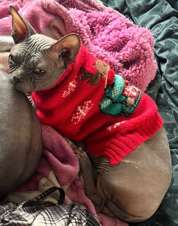 Male sphynx cat
