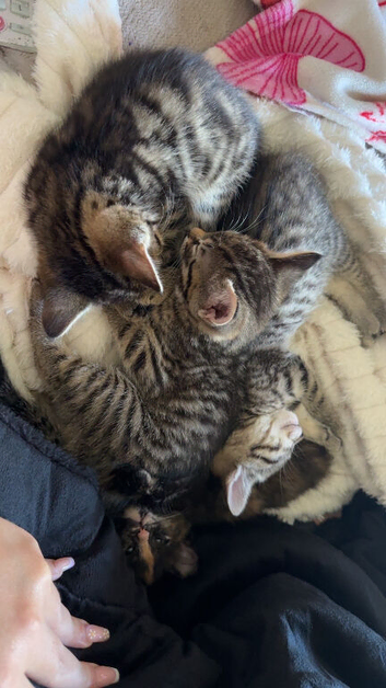 Kittens for sale