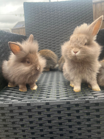 Lion head lop ready to go