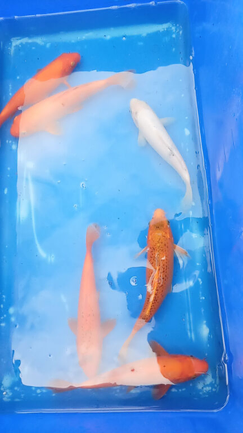 22 cm koi