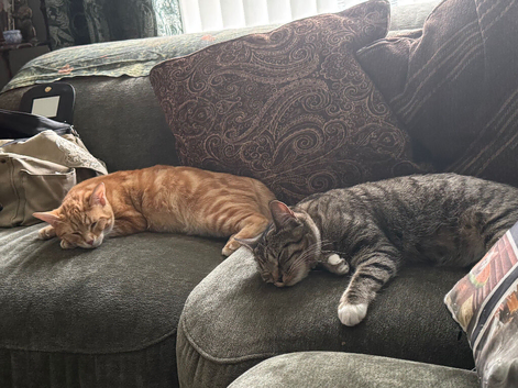 We&rsquo;re having kittens