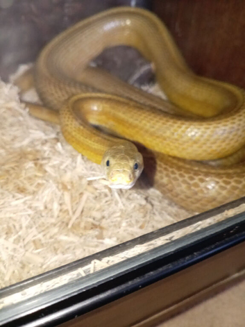 Corn snake