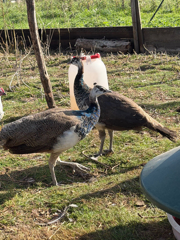 Peafowl for sale