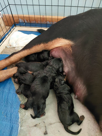 Rottweiler puppies