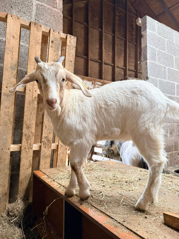 Boer x Toggenburg pet goat
