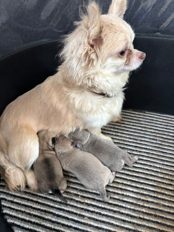 Chihuahua puppies