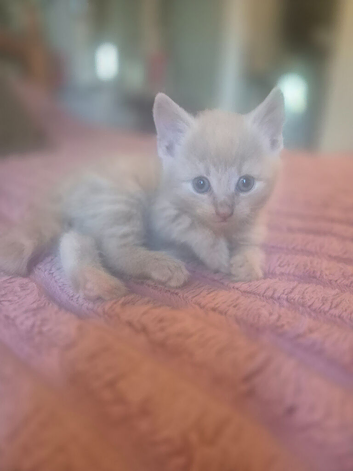 3/4 maine coon kittens