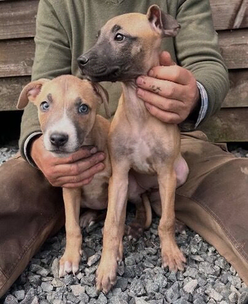 Beautiful Litter of Smooth Coated Lurcher Puppies