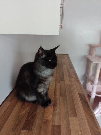 7 month old female Maine coon for sale