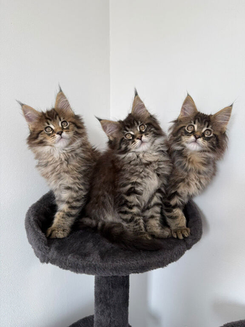 Stunning Maine Coon Cubs