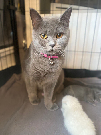 BEAUTIFUL SCOTTISH FOLD &times; BRITISH SHORTHAIR GIRLS