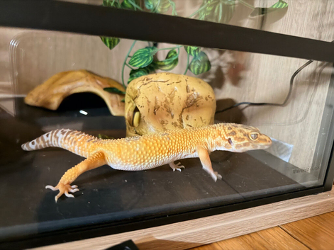 Leopard gecko
