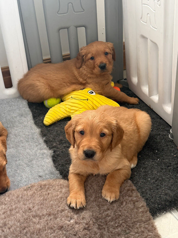 Red golden retriever puppies
