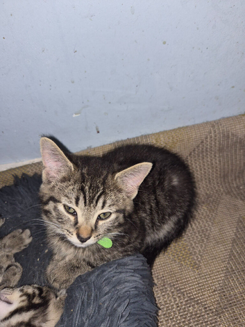 Kittens for sale