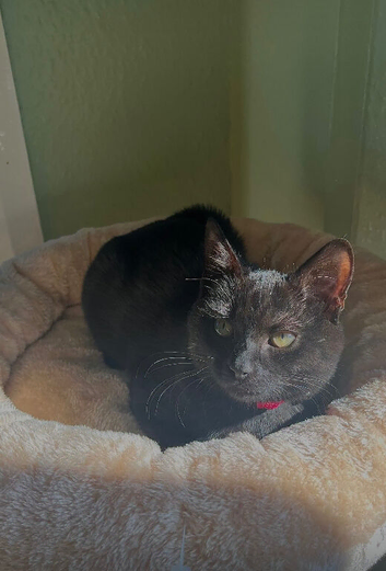 Beautiful Black Cat needing new home