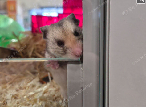 Lola the lovely friendly hampster