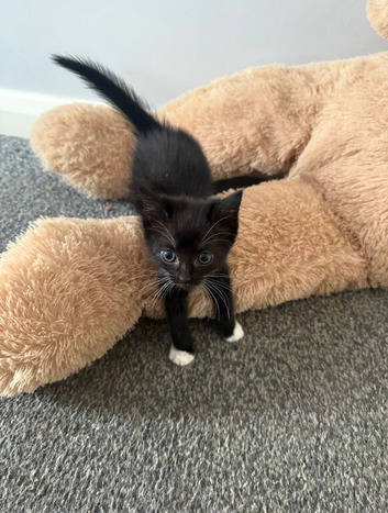 2 kittens for sale