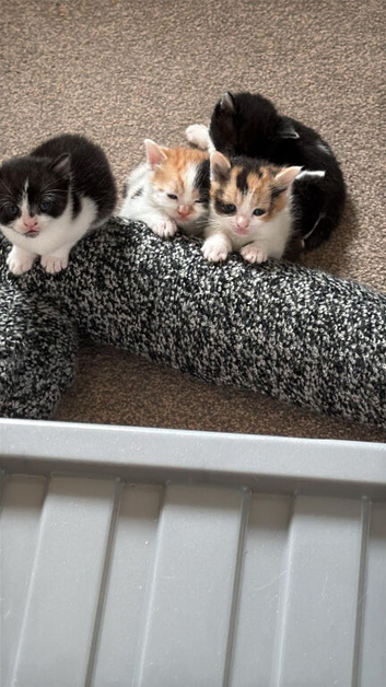 Kittens