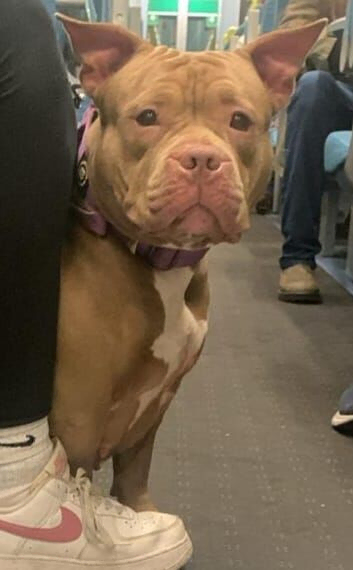 Female pocket bully