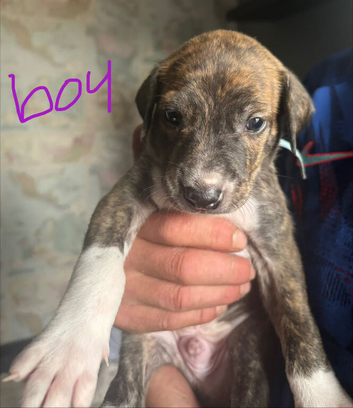 Saluki bull greyhound (lurcher) puppy&rsquo;s