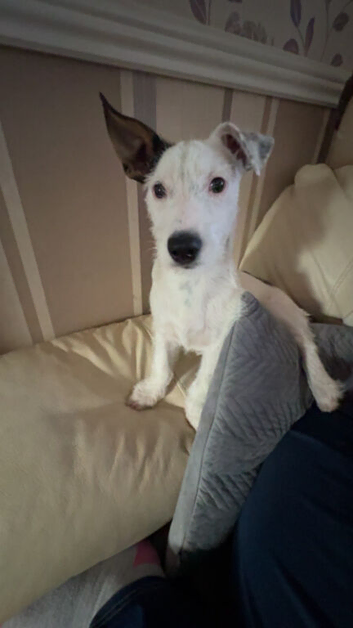 Ralph 6 months old