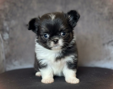 Stunning chihuahua boys