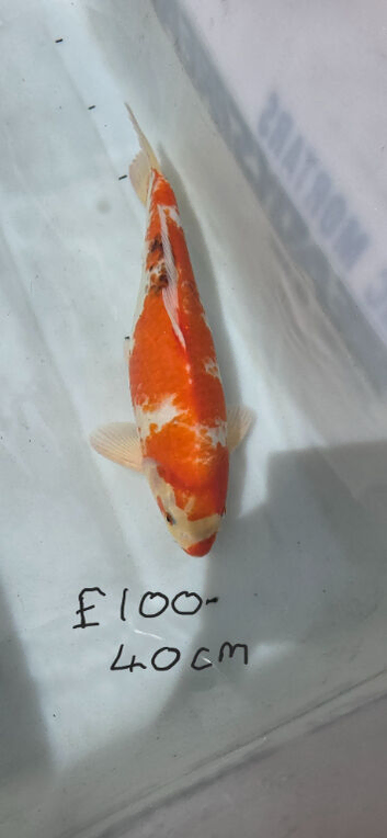 Koi carp