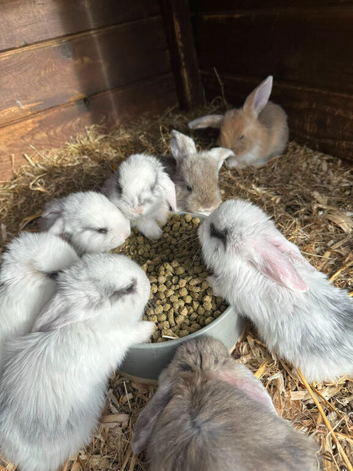 cute baby rabbits