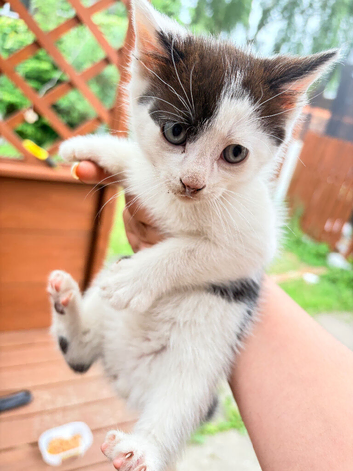 Kittens for sale