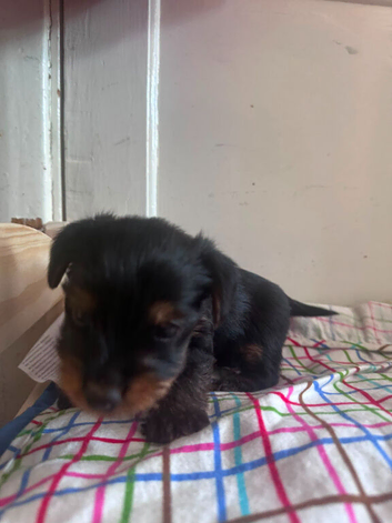 The Special one small Yorkshire Terrier