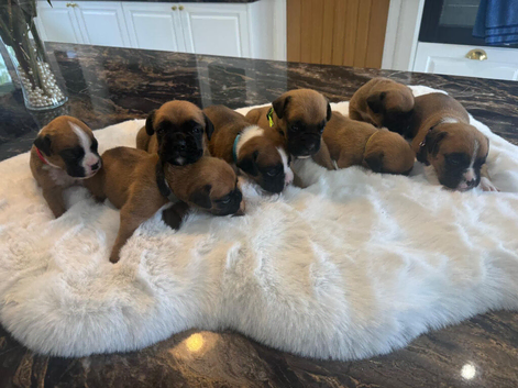 KC Boxer Puppies
